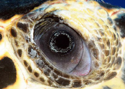 Eye of turtle, Grand Cayman.  D300. by David Heidemann 